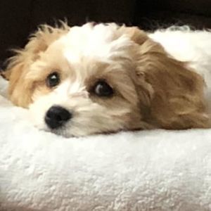 Meet your Posher, Dan